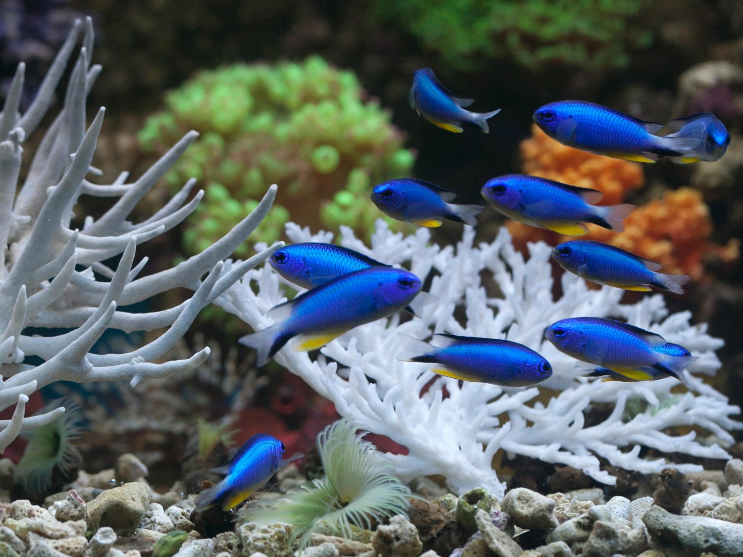 Aplicaciones para acuarios