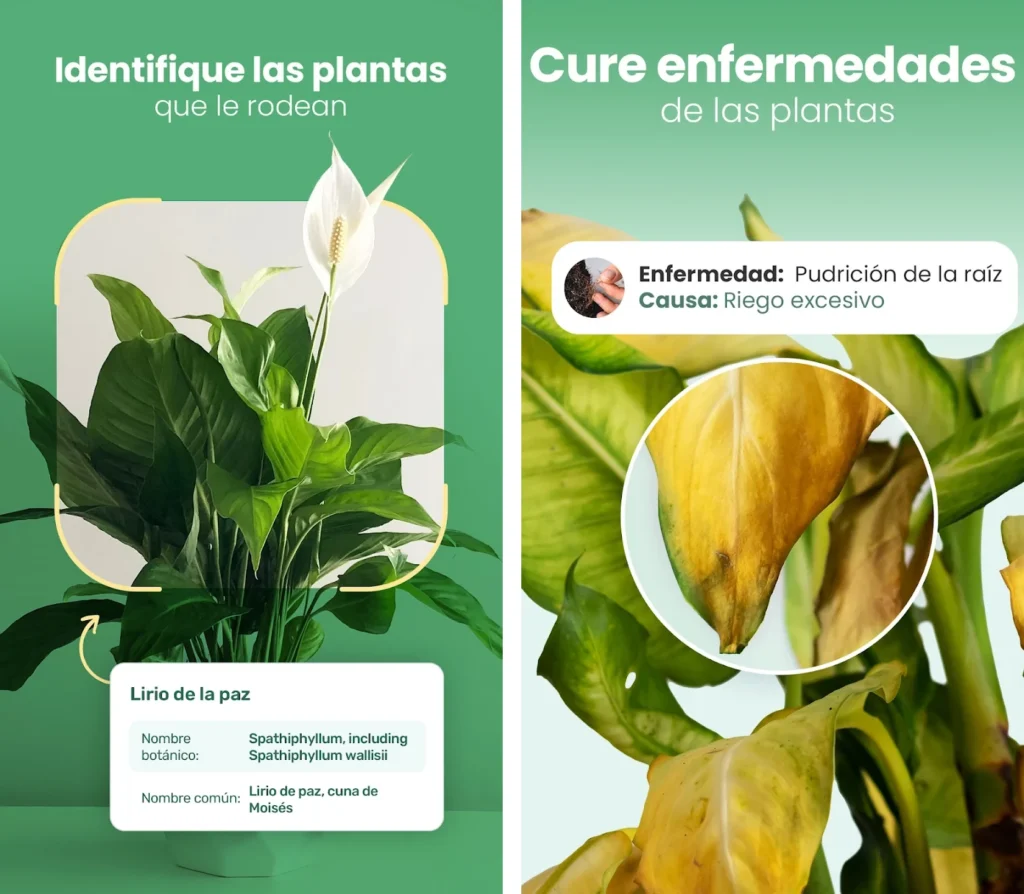 Identificacion de plantas y tratamiento de enfermedades en app