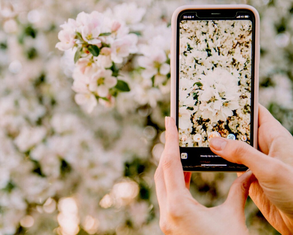 Teléfono móvil usado como identificador de plantas fotografiando unas flores